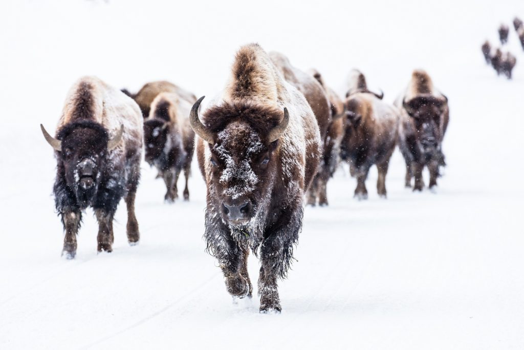 herd of bison in wyoming